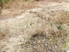 Quick cum on tourist spot + hard moaning got cum