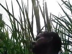 Indianos 001