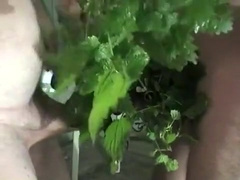 Nettles and ballcrusher