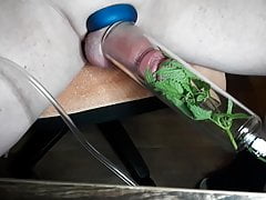 Nettle on cock and balls