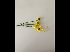flowers for lee guerrero.  take 2