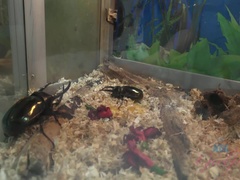 Amateur, Sucer une bite, Brunette brune, Robe, Nourriture, Petite amie, Chatte, Nénés