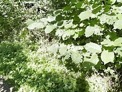 Danish Public Handjob - In the woods