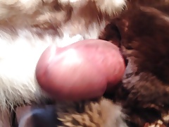 Fox cum jerk