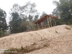 Inside the forest