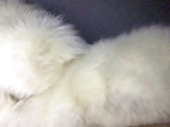 artic fox fur jerk off