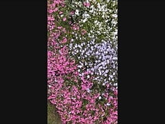 Semen Garden 1