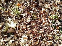 Outdoor forest