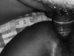 Massive Sri Lankan Cock