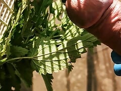 Nettles on the tail and sack part 1