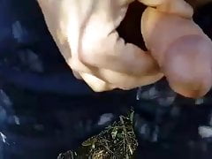 sperma