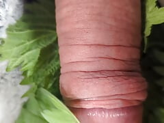 Cock nettles torture and stretching urethra