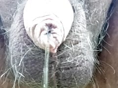 My little cock peeing