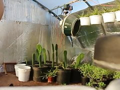 Greenhouse Wank