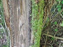 Jerking off in the wood