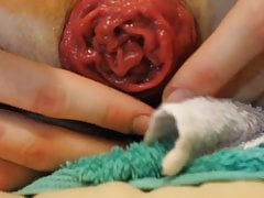 Extreme Anal Prolapsing  with a 8.43cm wide eggplant