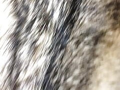 Cum on Wolf Fur