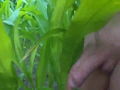wanking in the cornfield and cumming in the woods 8