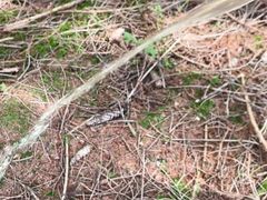 Pissen im Wald
