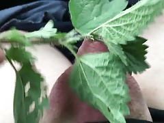 Painfully stinging nettle tourtur