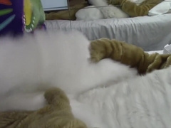 Lion & Bunny