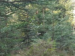 this is how I played while walking in the woods