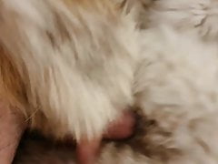 fox fur video 2