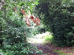 A walk in the woods