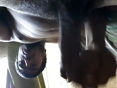 mi paja 2