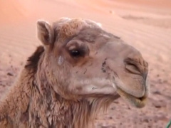 Best male pornstars Qasim Nibras and Bassir Rafi in exotic masturbation, blowjob gay porn clip