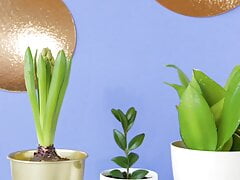 Different flower pots