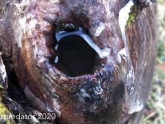 Big uncut cock pissing in a tree trunk and filling the hole entirely