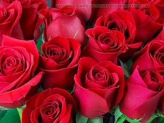 Gay porn, mature, ai