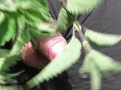 Stinnging Netlles on Cock, masturbation and Ejac