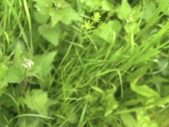 Joy in the forest with some married dudes