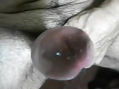 Verga inchada