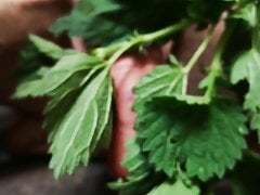 Nettle swollen cock cbt