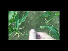 Pissing and masturbating in the corn field. Outdoor piss.