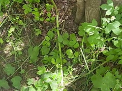 Another married guy on the woods looking for dick