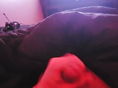 Young stud cock
