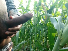 Jizzing on maize leaf,