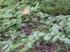 Outdoor wank