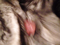 Cincilla Fur Again