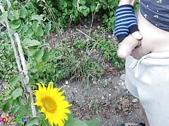 Outdoor guy pollinates a sunflower