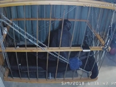 The Cage Cam May 9 2018 1632 Motion sensor triggered recordings