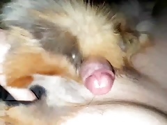 Red fox cum shots