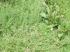 On the summer meadow