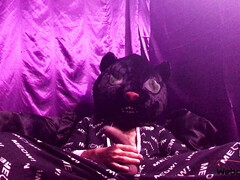 Black kitty cat (4 k)